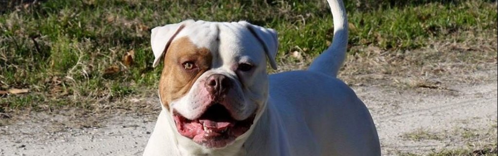 Central Florida American Bulldogs