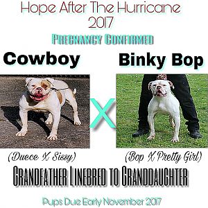 Cowboy  X  Binky Bop