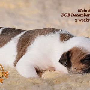 American Bulldog Puppy for sale - photo 33.jpg