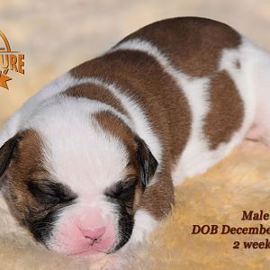 American Bulldog Puppy for sale - photo 36.jpg
