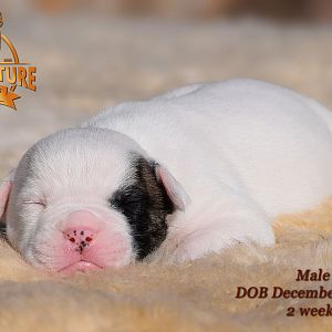 American Bulldog Puppy for sale - photo 40.jpg