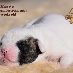American Bulldog Puppy for sale - photo 41.jpg