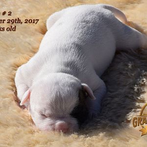 American Bulldog Puppy for sale - photo 42.jpg