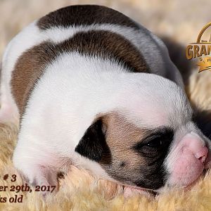 American Bulldog Puppy for sale - photo 43.jpg