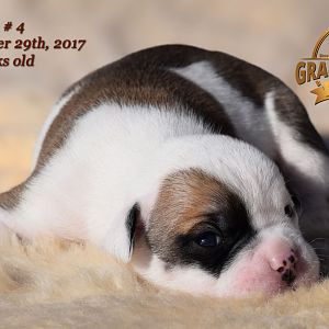 American Bulldog Puppy for sale - photo 48.jpg