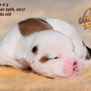 American Bulldog Puppy for sale - photo 52.jpg
