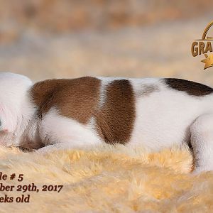 American Bulldog Puppy for sale - photo 53.jpg
