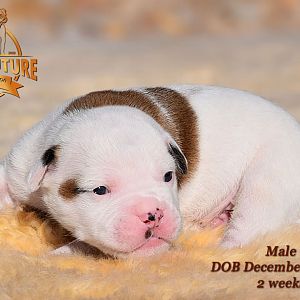 American Bulldog Puppy for sale - photo 54.jpg
