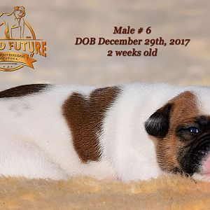 American Bulldog Puppy for sale - photo 58.jpg