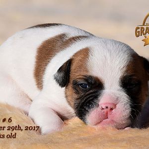 American Bulldog Puppy for sale - photo 60.jpg