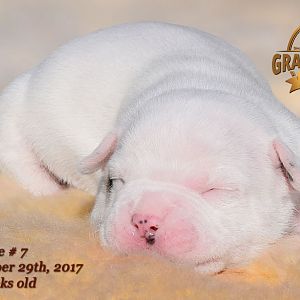American Bulldog Puppy for sale - photo 64.jpg