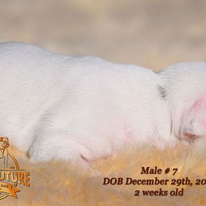 American Bulldog Puppy for sale - photo 65.jpg