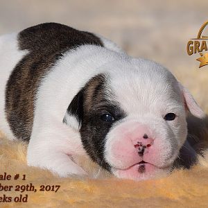 American Bulldog Puppy for sale - photo 66.jpg