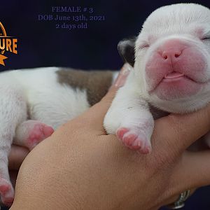 American Bulldog Puppies For Sale - Grand Future - Born June 13, 2021